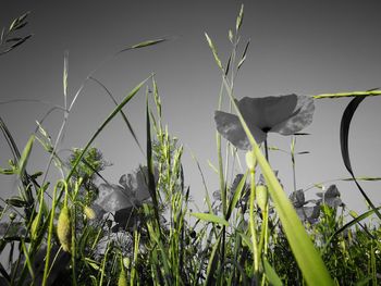 View of plants on grass