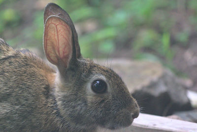 Close-up of an animal