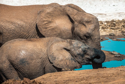 Close-up of elephant