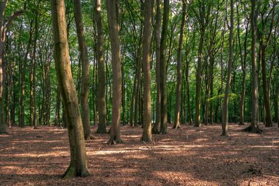 Trees growing in forest