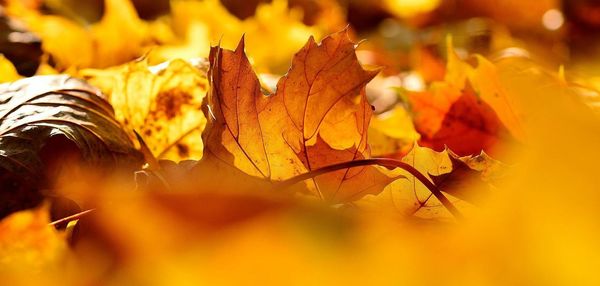 Close-up of yellow maple leaf