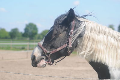 Close-up of horse on field against sky