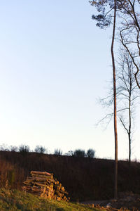 Trees on field against clear sky