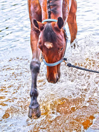 Horse at beach