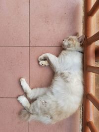 Close-up of cat relaxing outdoors