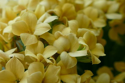 Close-up of yellow flowering plant