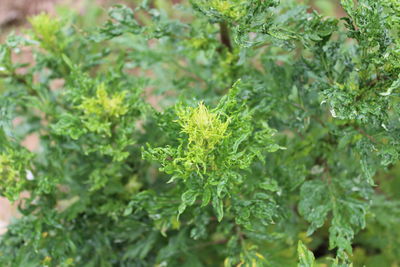 Close-up of fresh green leaves