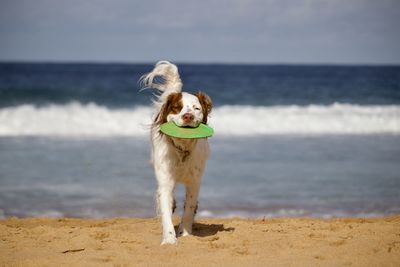 Dog standing on beach