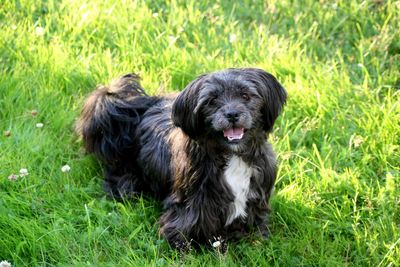 Dogs on grassy field