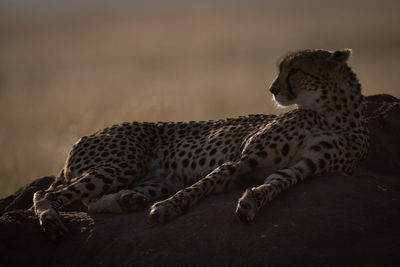 Cheetah sitting on rock