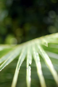 Close-up of snake on plant