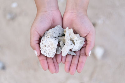Close-up of woman hands holding seashells at beach