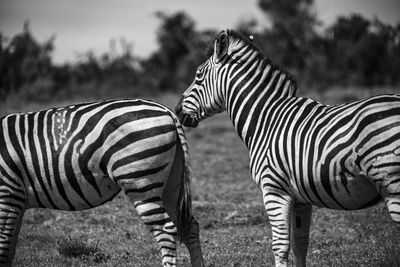 Zebras in a field