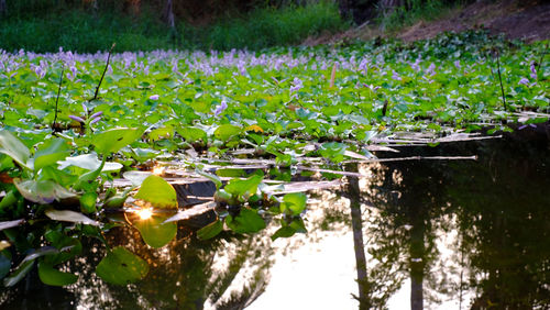 Flowers floating on water against lake