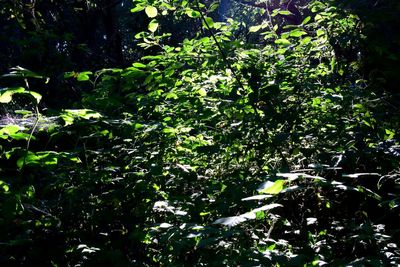 Full frame shot of green leaves