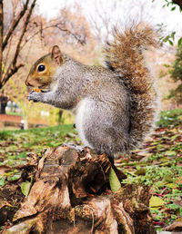 Close-up of squirrel on wood 