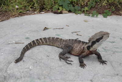 High angle view of lizard on rock