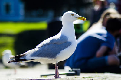 Close-up of seagull perching