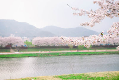 View of cherry tree on field against sky