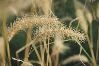 Close-up of dandelion growing outdoors