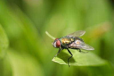 Close-up of fly on leaf