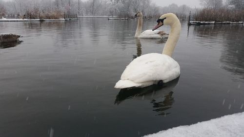 Birds in calm lake
