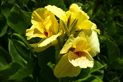 Close-up of yellow flowering plant