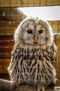 Close-up portrait of owl