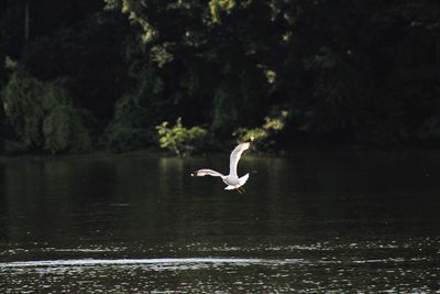 Swan flying over lake against trees