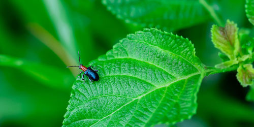 Close-up of insect on leaf