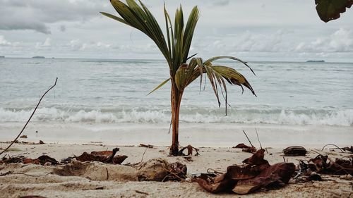 Palm tree on beach against sky