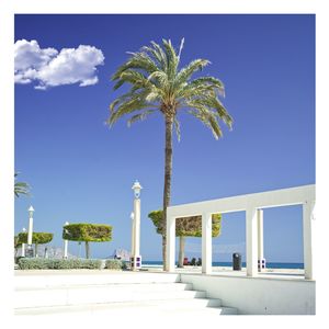 Palm trees against sky