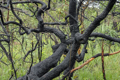 Low angle view of tree trunks in forest