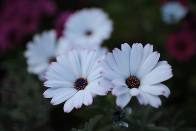 Close-up of flowers blooming outdoors