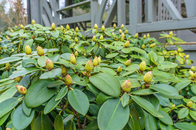 Close-up of fruits growing on tree