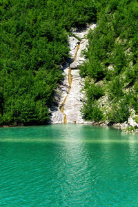 Scenic view of sea amidst trees in forest