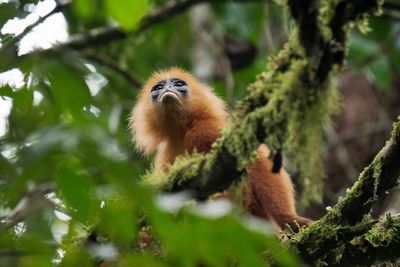 Close-up of tree trunk in the forest