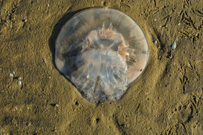 High angle view of a horse in the sea