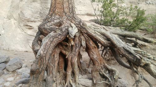 Close-up of lizard on tree