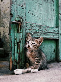 Portrait of kitten by green door