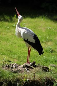 Close-up of bird on field