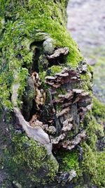 Close-up of tree trunk