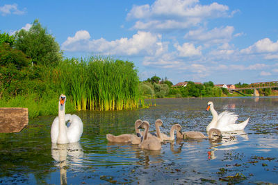 Ducks in a lake