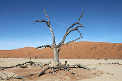 Bare tree on desert against clear blue sky