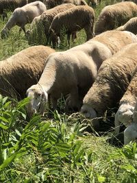 Sheep grazing in a field