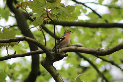 Low angle view of common chaffinch bird perching on tree