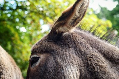 Close-up of donkey against trees