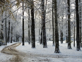 Trees in forest during winter