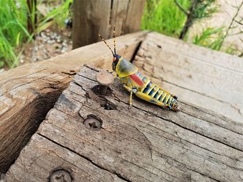 Close-up of insect on tree trunk
