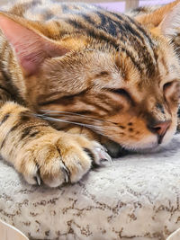 Close-up of a cat sleeping on bed